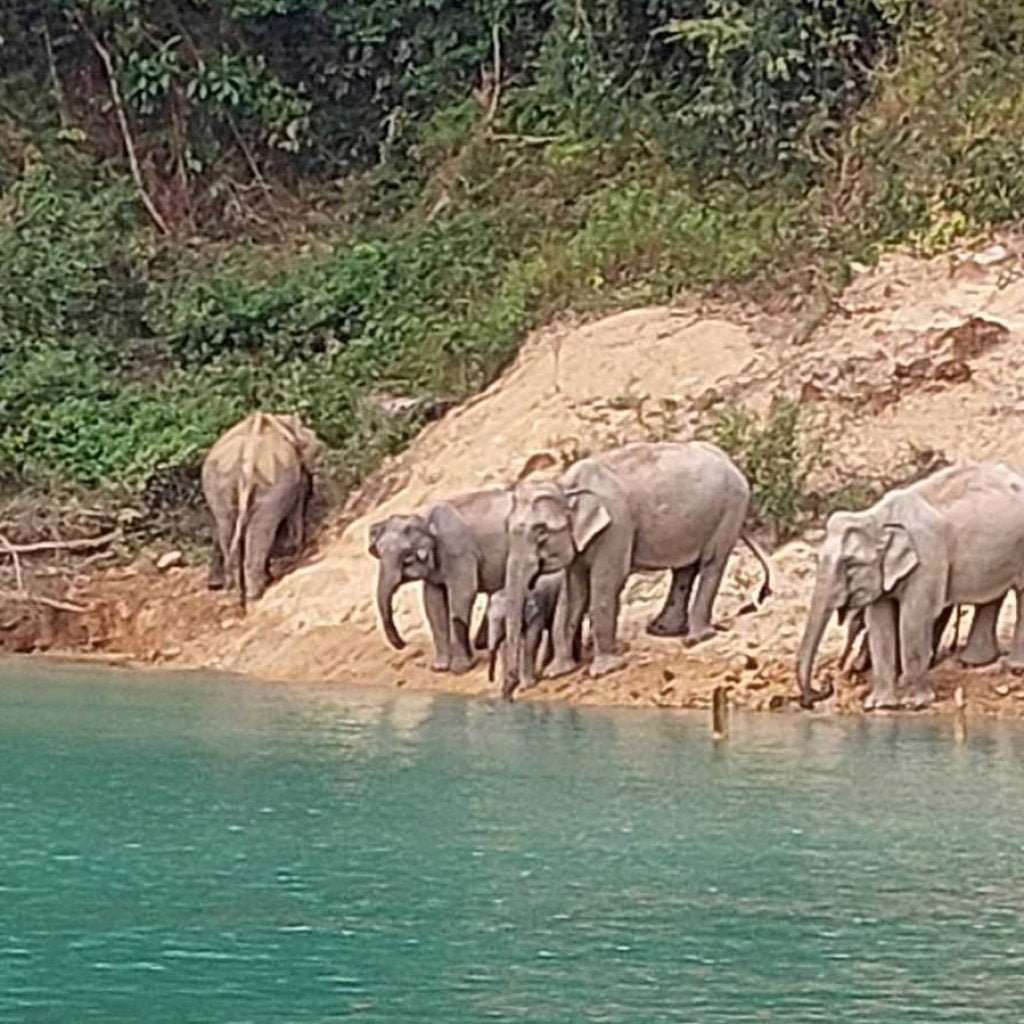 Longtail Boat Tour on Cheow Lan Lake - Love Khao Lak Holiday