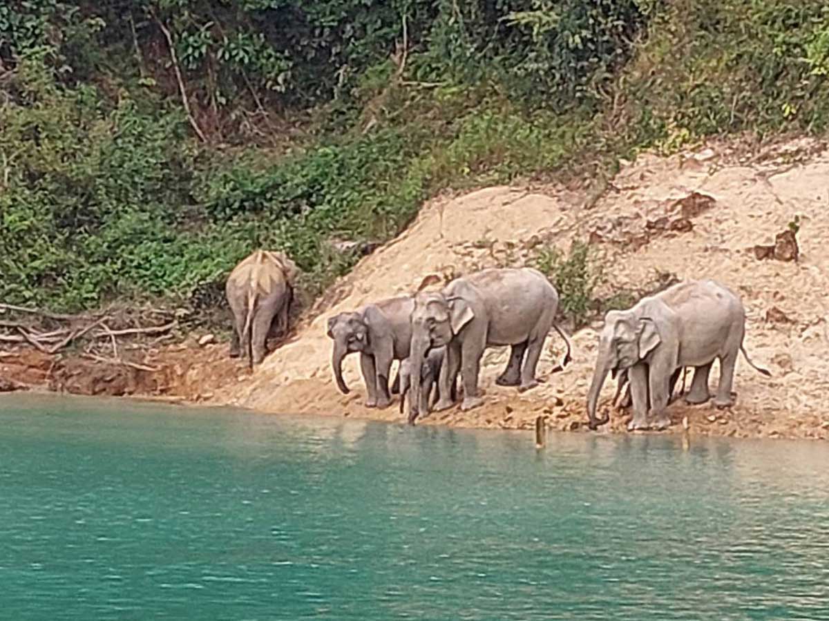 Cheow Lan Lake – Romantic Sunset Cruise with sparkling wine