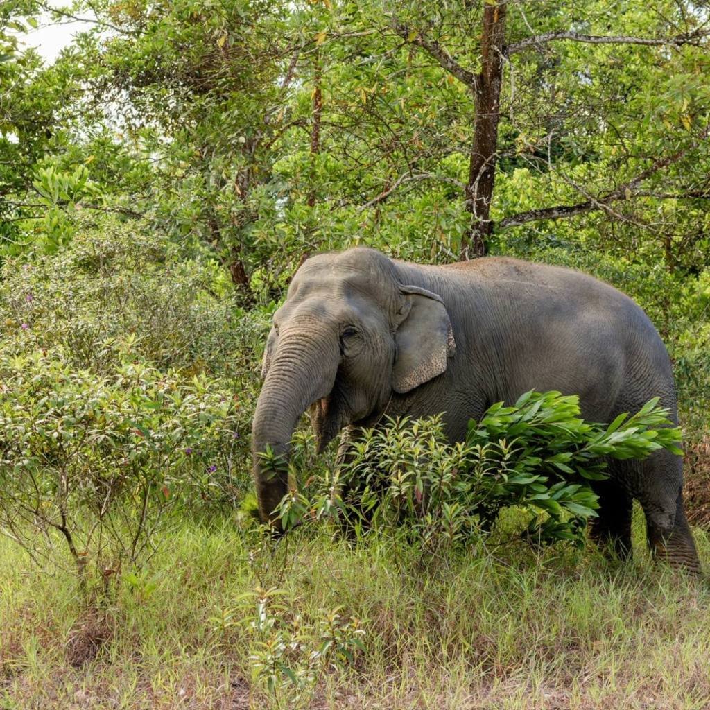 Khao Lak Elephant Sanctuary: Ethical Observation Tour