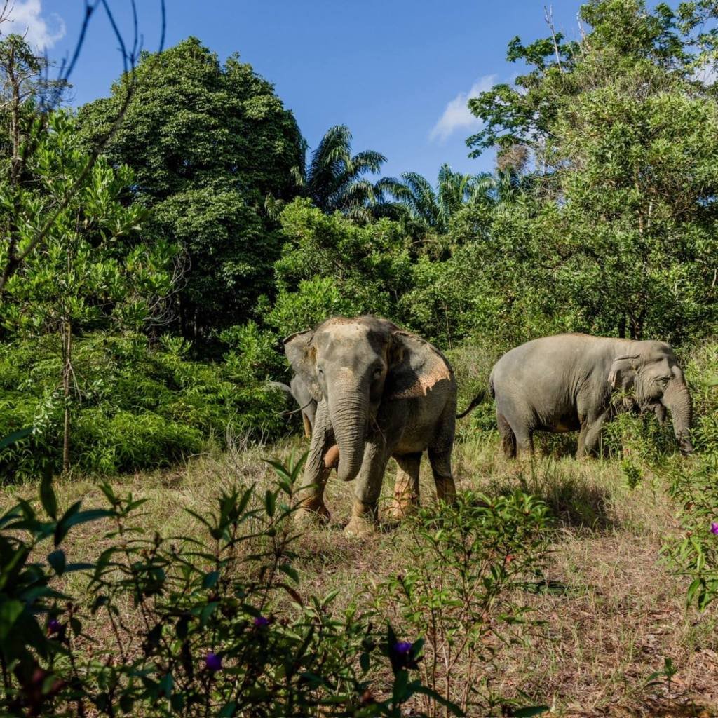Khao Lak Elephant Sanctuary: Ethical Observation Tour