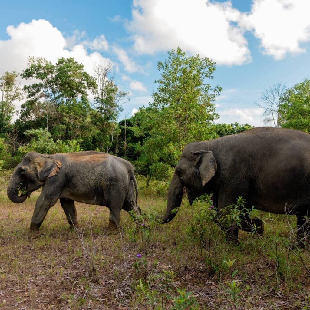 Khao Lak Elephant Sanctuary: Ethical Observation Tour