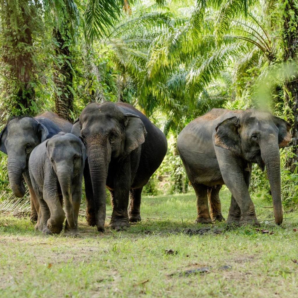 Khao Lak Elephant Sanctuary: Ethical Observation Tour