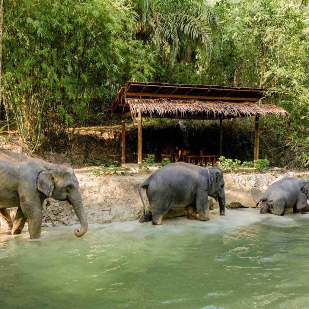 Khao Lak Elephant Sanctuary: Ethical Observation Tour