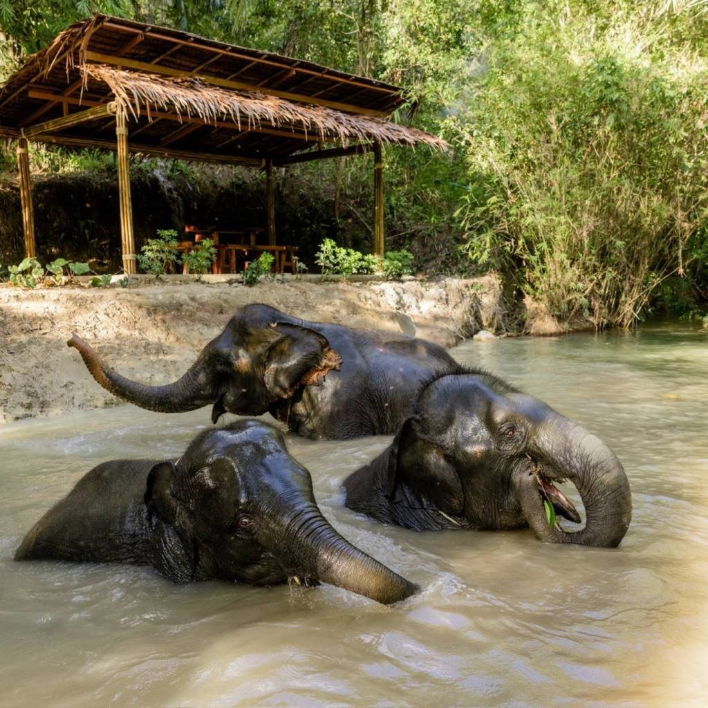 Khao Lak Elephant Sanctuary: Ethical Observation Tour
