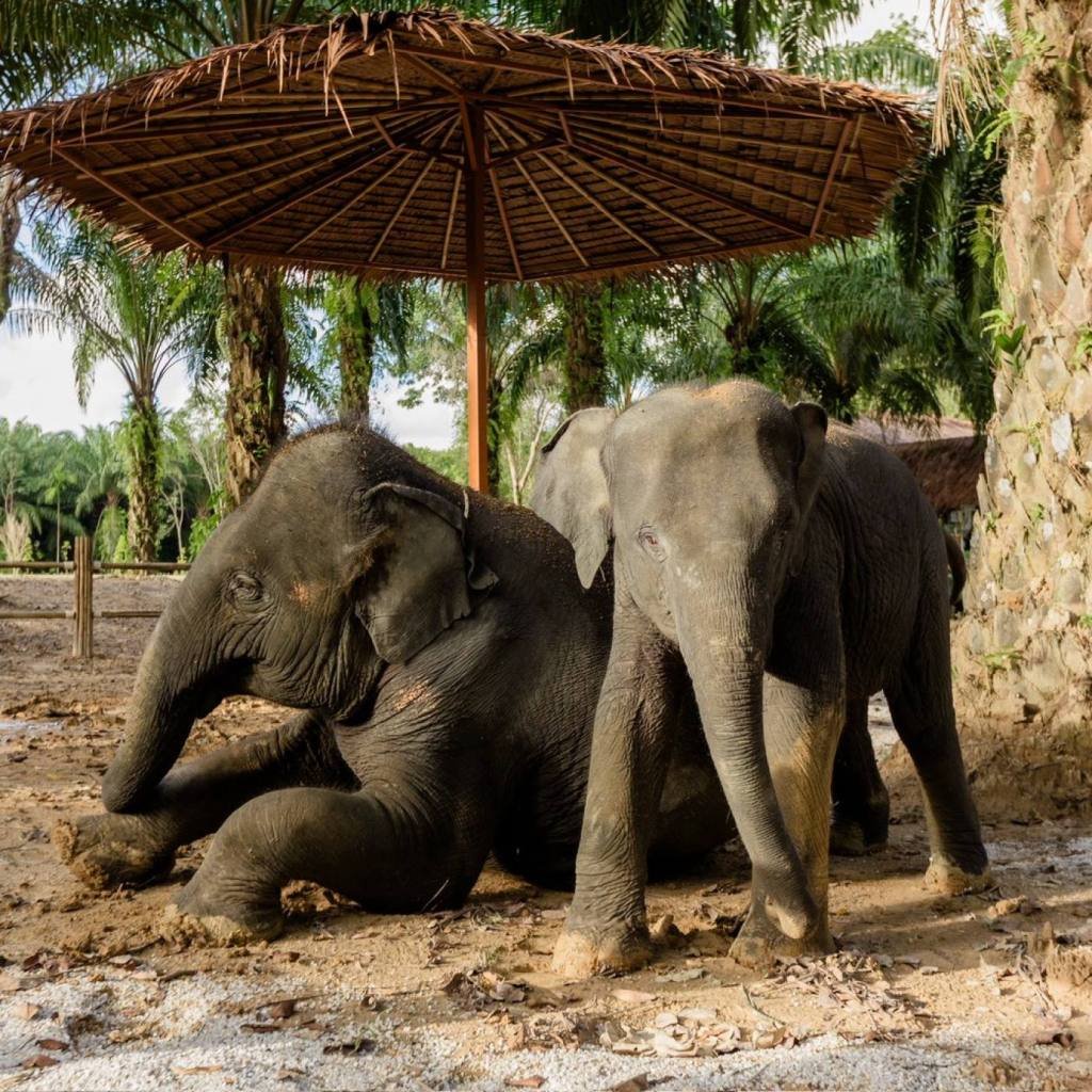 Khao Lak Elephant Sanctuary: Ethical Observation Tour