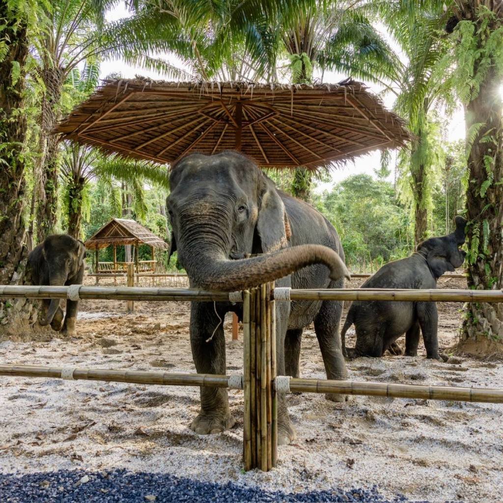 Khao Lak Elephant Sanctuary: Ethical Observation Tour