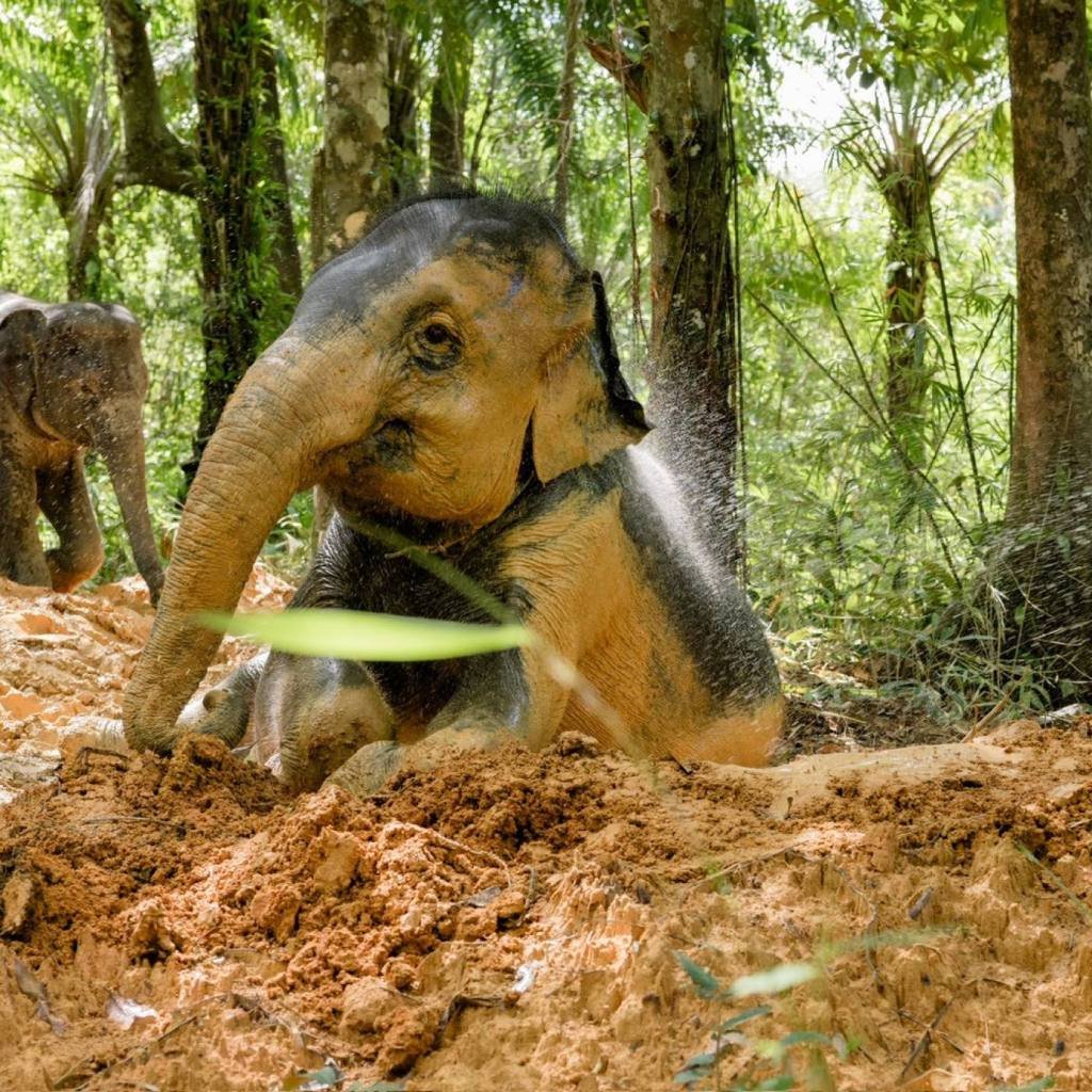 Khao Lak Elephant Sanctuary: Ethical Observation Tour
