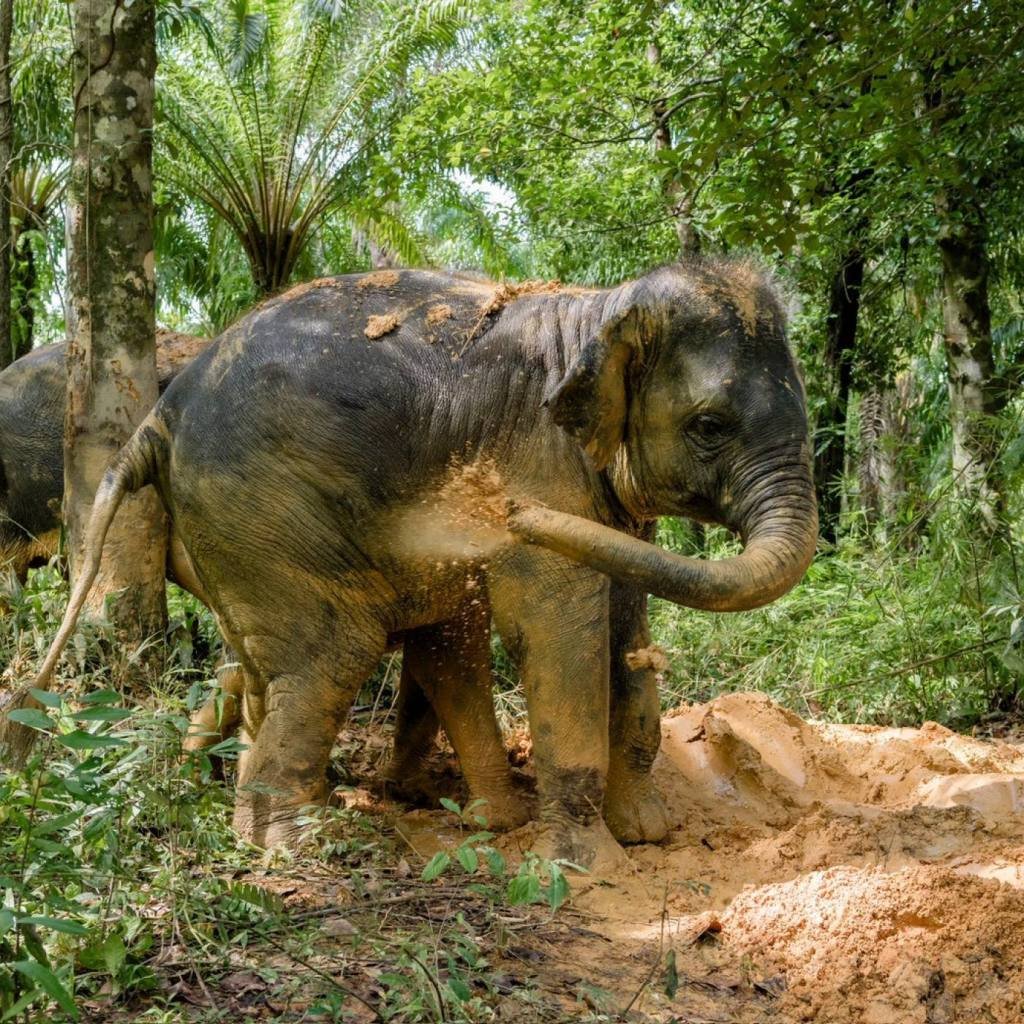 Khao Lak Elephant Sanctuary: Ethical Observation Tour