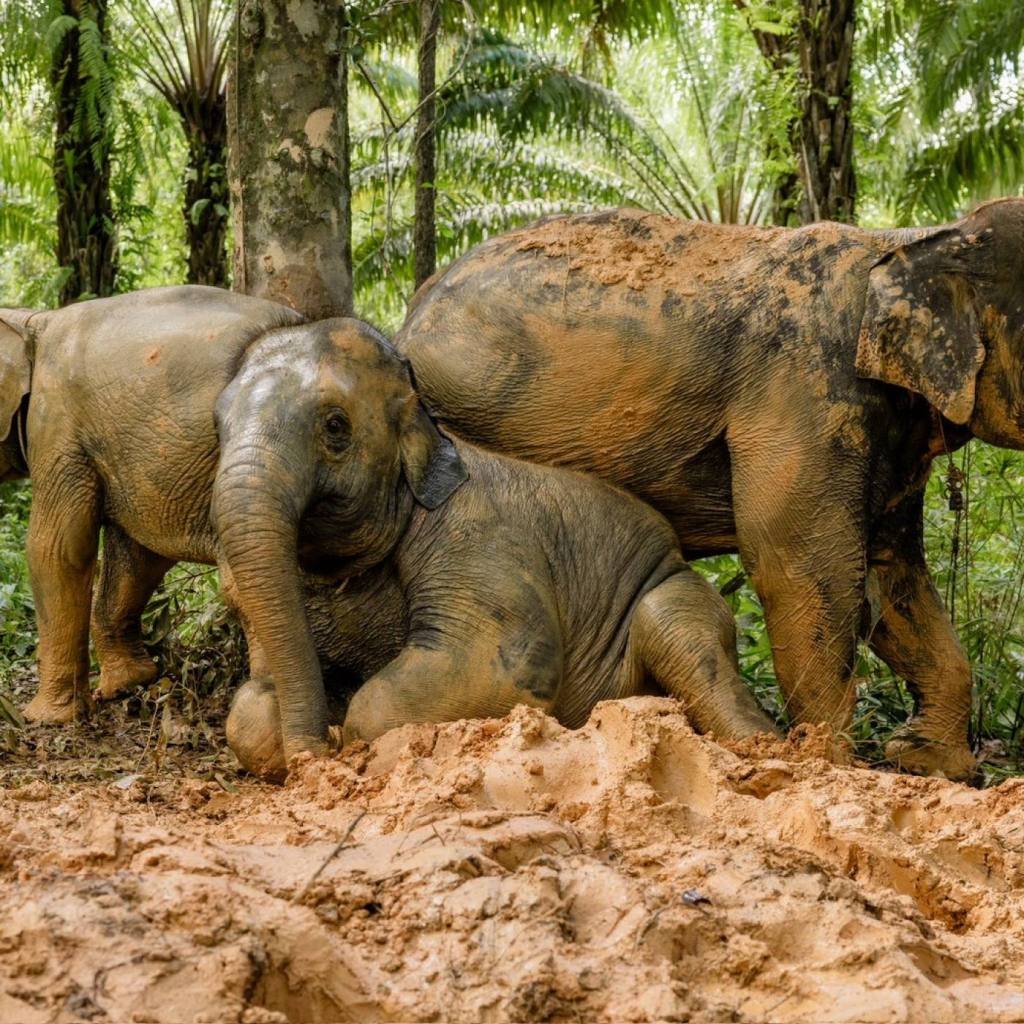 Khao Lak Elephant Sanctuary: Ethical Observation Tour