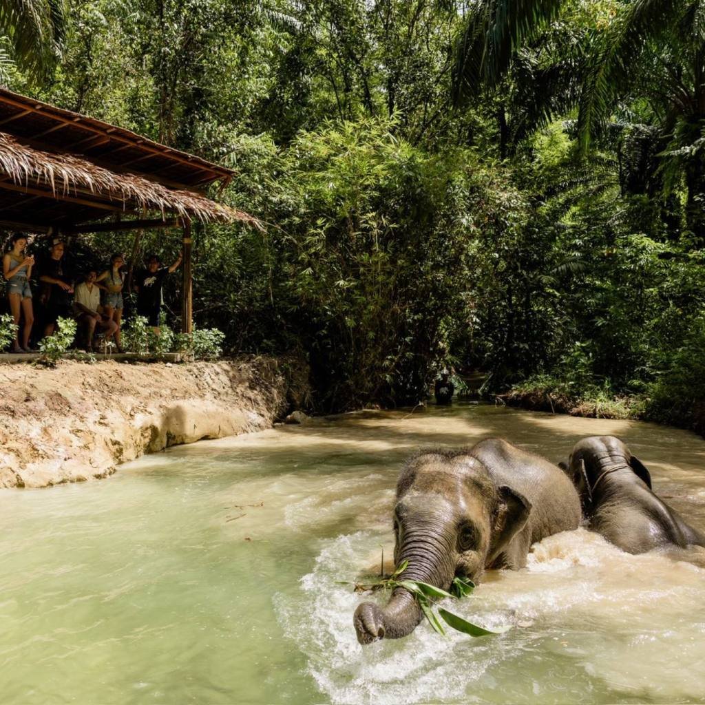Khao Lak Elephant Sanctuary: Ethical Observation Tour