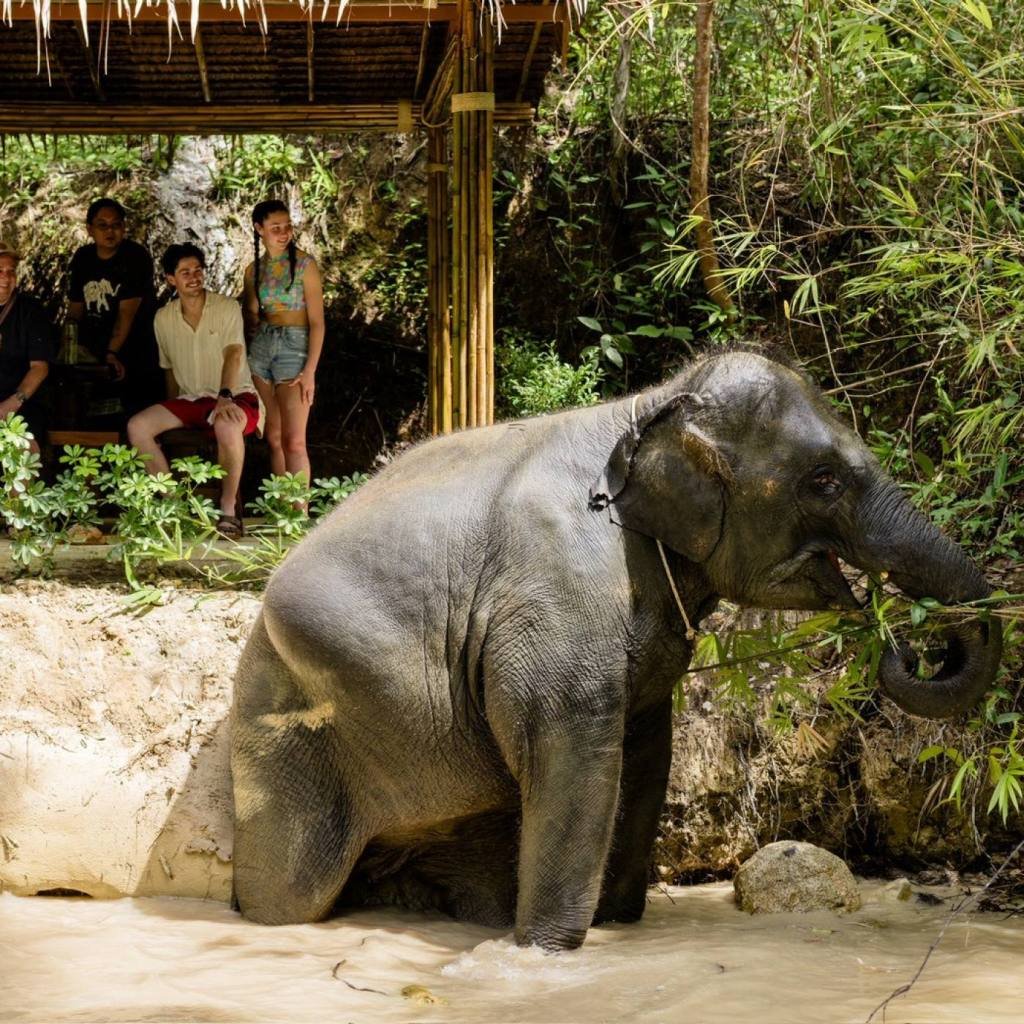 Khao Lak Elephant Sanctuary: Ethical Observation Tour