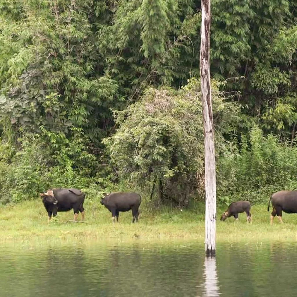 Khao Sok Lake WIldlife