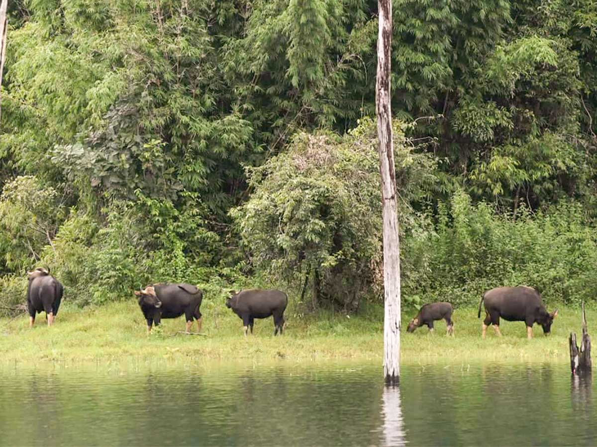 Khao Sok Lake Unforgettable Overnight Getaway