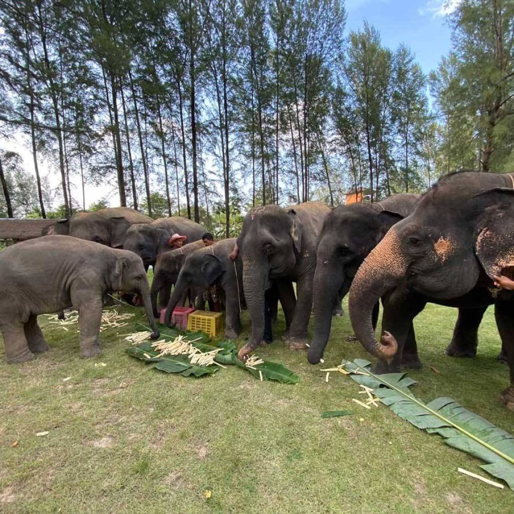 Khao Lak's Elephant Bathing