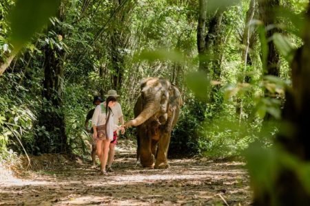 Khao Lak: Ethical Elephant Observation Tour