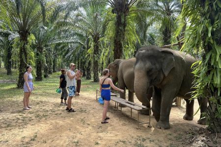 Khao Sok Elephant Sanctuary and Night Jungle Walk