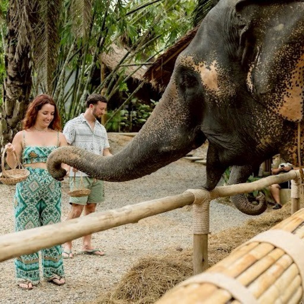 Travelers observing an elephant from behind a barrier in Khao Sok