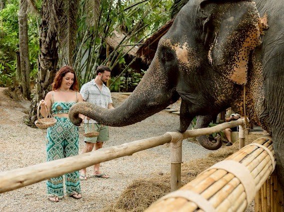 Travelers observing an elephant from behind a barrier in Khao Sok