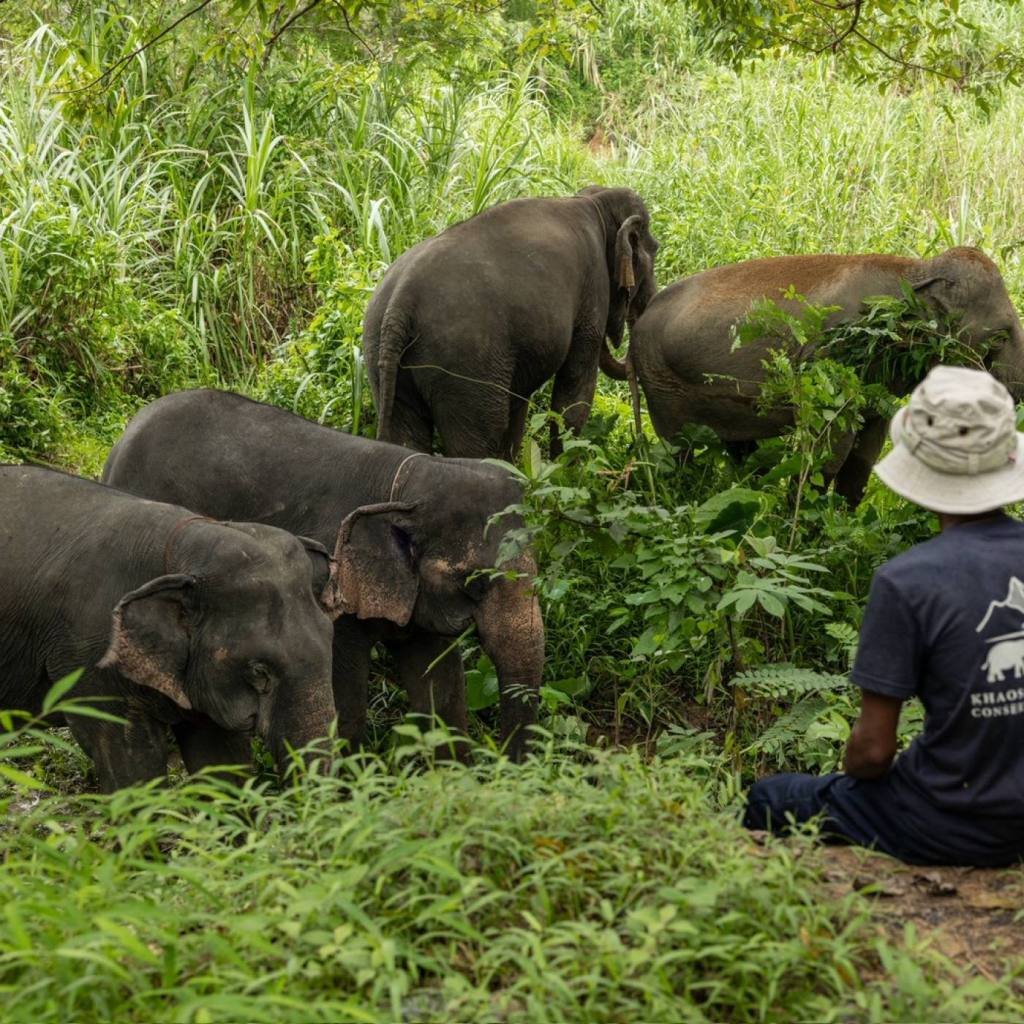 Elephants observed with a mahout in a natural setting in Khao Sok