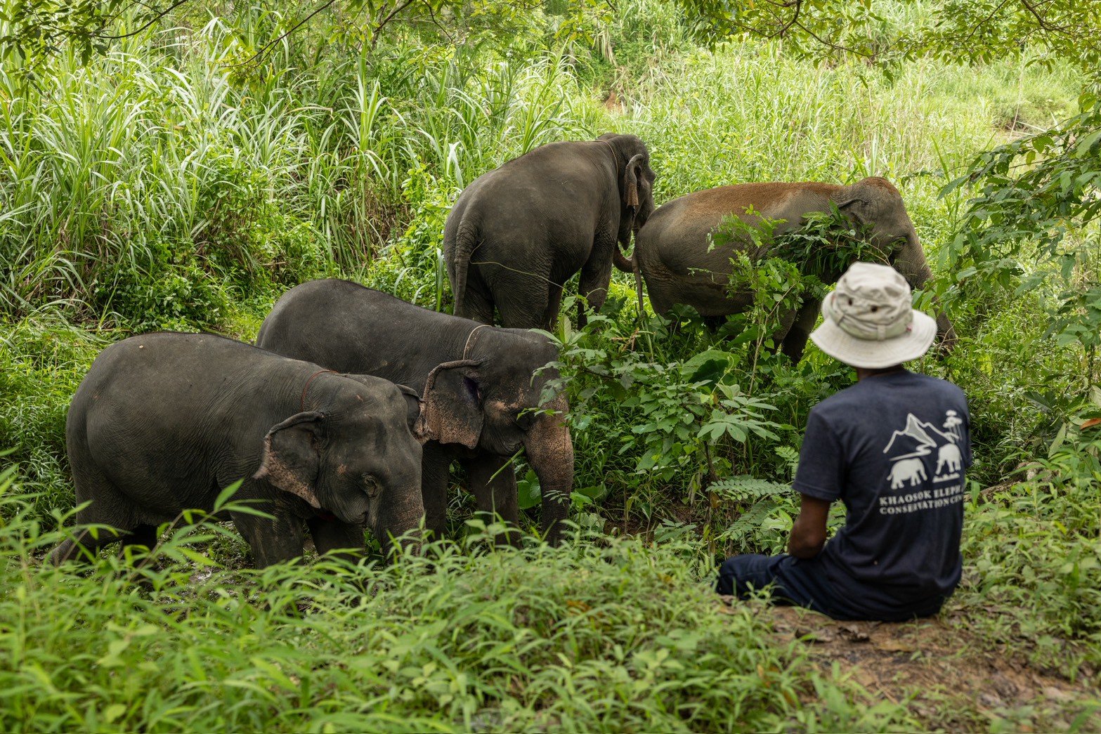 Elephants observed with a mahout in a natural setting in Khao Sok
