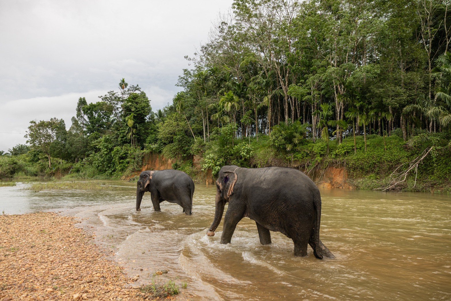 Elephants walking near water in the Khao Sok area