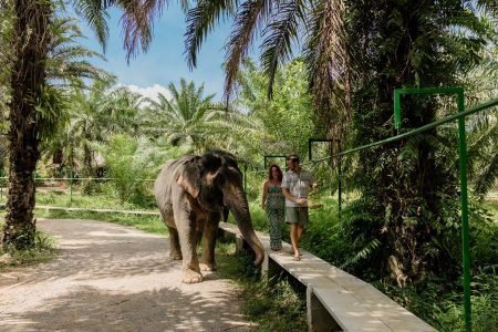Khao Sok Elephant Observation & Night Jungle Walk