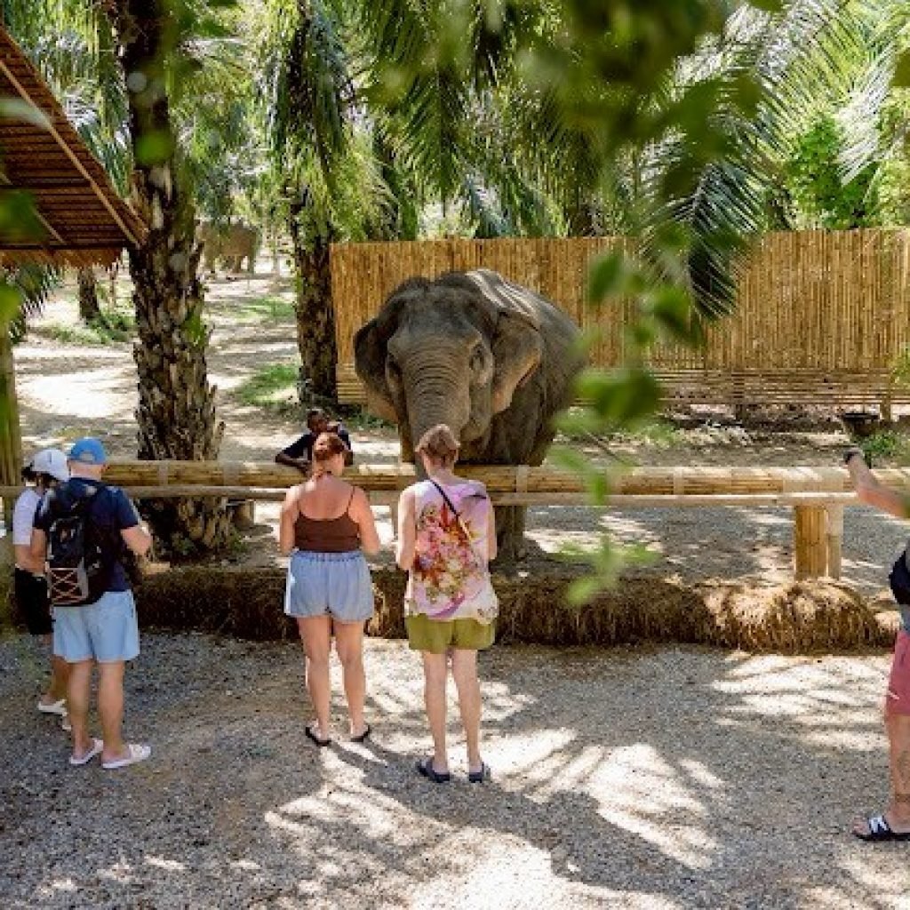 Elephant observed in a natural setting during a Khao Sok elephant experience