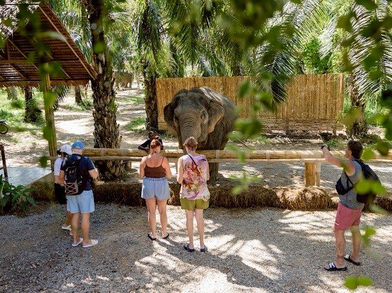 Elephant observed in a natural setting during a Khao Sok elephant experience